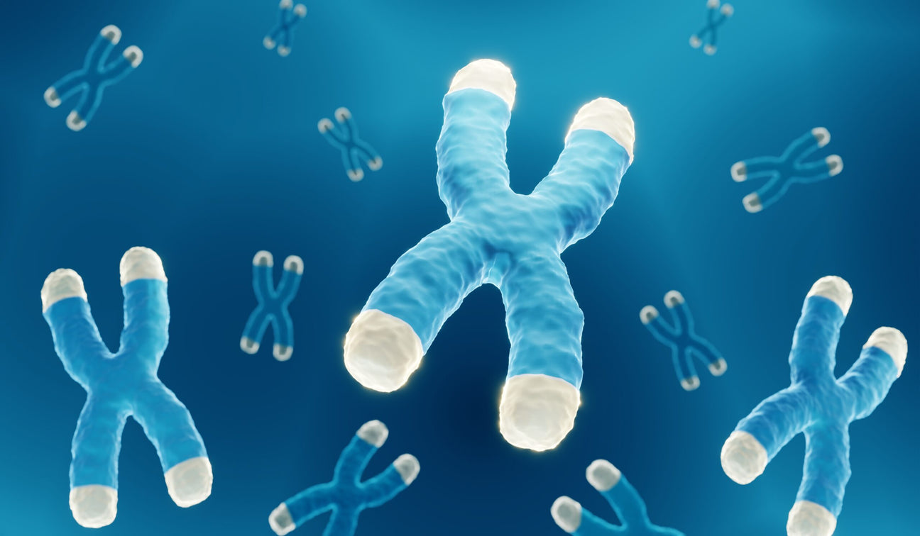 A Key to Aging Well: Lengthening Telomeres