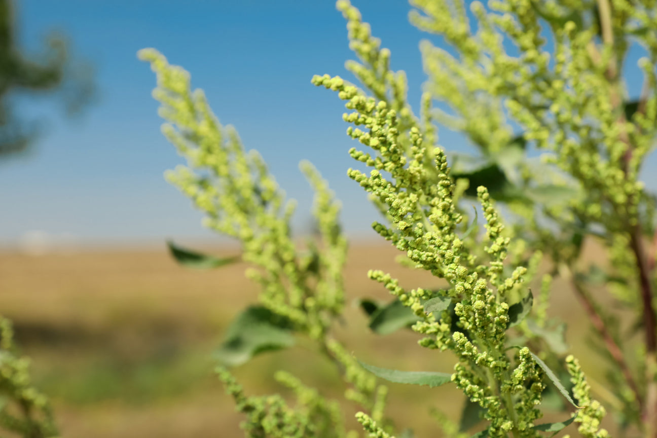 Supplements for Seasonal Allergies