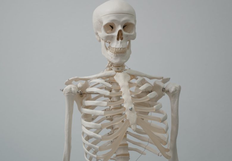 human skeleton model