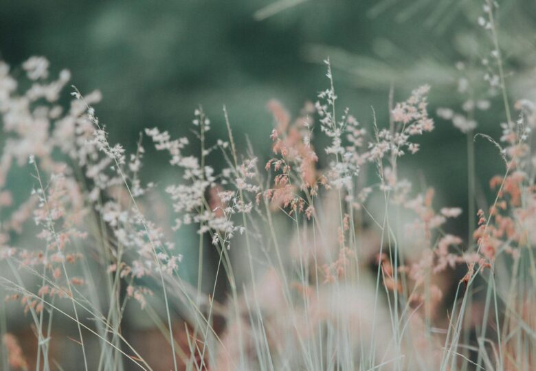 close up photo of white and pink plants